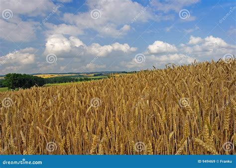 wheatfield stock image image  country field rural