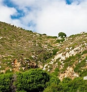 Afbeeldingsresultaten voor "chalinura Mediterranea". Grootte: 176 x 185. Bron: pt.dreamstime.com