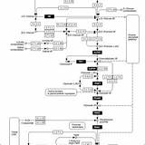 Glycolysis Pathway Enzymes Differentially Expressed Metabolic Metabolites sketch template