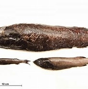 Afbeeldingsresultaten voor "alepocephalus Agassizii". Grootte: 183 x 185. Bron: descna.com