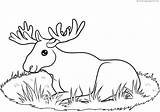 Animal Alce Coloring4free Ausmalbilder Elche Drucken Resting Horns sketch template