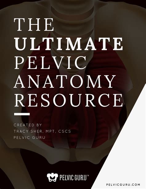 Ultimatepelvicanatomyresource Pelvic Floor Anatomy