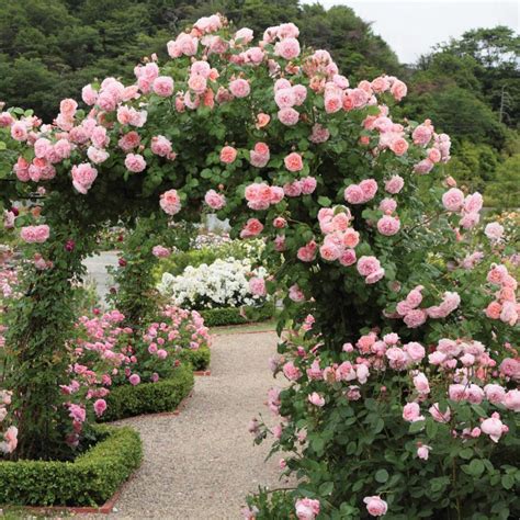 strawberry hill climbing roses david austin roses flower garden