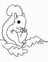 Squirrel Coloring Pages Printable Preschool Kids Color Squirrels Clipart Print Fall Cliparts Leaves Template Animal Library Clip Popular Animals Coloringhome sketch template