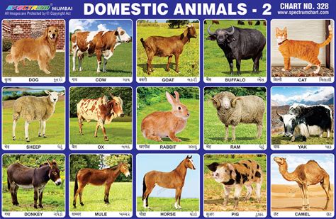 spectrum educational charts chart  domestic animals