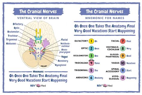 cranial nerves anatomy mnemonic  atrevmed cranial cranial
