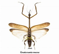 Afbeeldingsresultaten voor "melphidippella Macra". Grootte: 201 x 185. Bron: collectionneurdinsectes.com