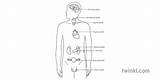 Endocrine Glands Labelled Organs Twinkl Illustration sketch template
