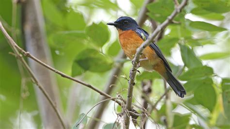 scientists describe trove   bird species  indonesian islands