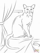 Coloring Cat Tuxedo 04kb 1200px Russian Blue sketch template