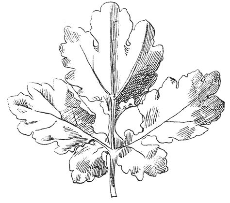 leaf clipart black  white leaves  graphics fairy