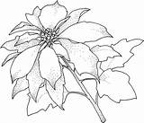 Poinsettia Coloring Pages Printable Kids Christmas Flower Color Poinsettias sketch template