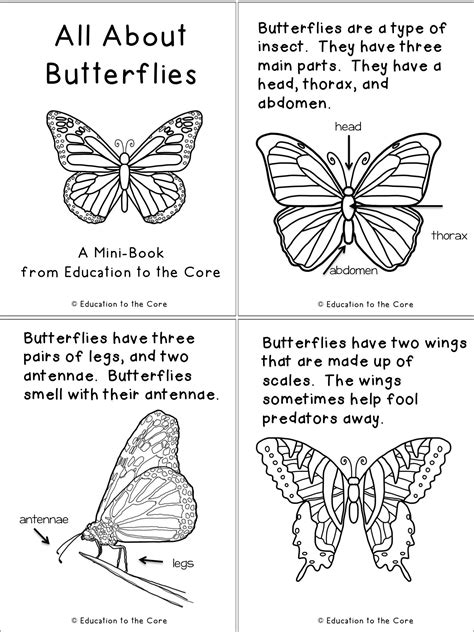 life cycle   butterfly booklet printable