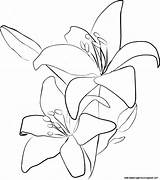 Lily Drawing Flower Stargazer Sketch Lilly Tiger Outline Lilies Sketches Dead Google Floral Getdrawings Paintingvalley Choose Board Au sketch template