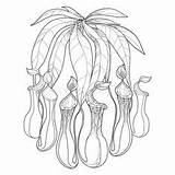 Pitcher Carnivorous sketch template