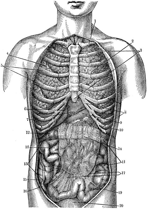 internal anatomy clipart