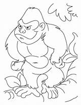 Coloring Gorilla Kids Pages Sheets Prints Library Clipart Book sketch template