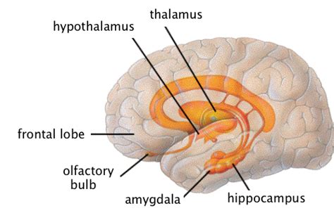 Subcortical Structures Midbrain And Hindbrain