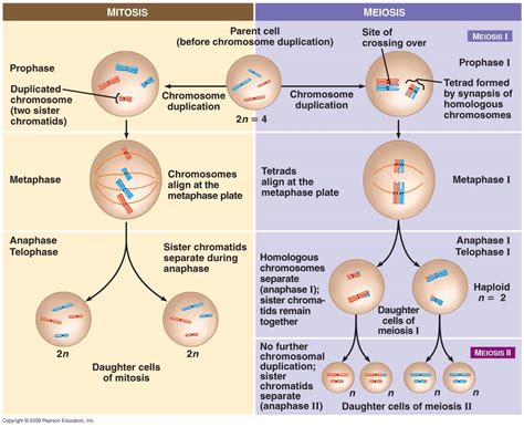 mitosis and meiosis the science cave