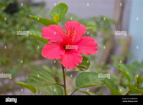 beautiful red hawaiian hibiscus flower stock photo alamy