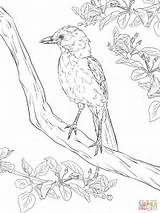 Coloring Realistic Jay Pages Scrub Blue Bird Florida Drawing Birds Printable Kids Getdrawings Supercoloring sketch template
