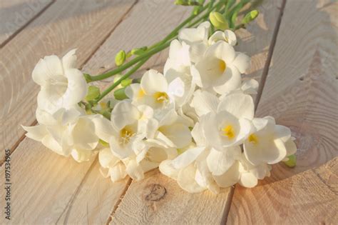 fiore fresia bianca immagini  fotografie royalty  su fotoliacom