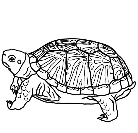 cute sea turtle drawing  getdrawings