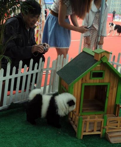 il cane panda il nuovo cucciolo che sta spopolando in cina ladyblitz