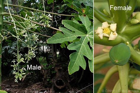 Tropical Fruits Missouri Papayas