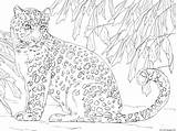 Amur Leopardo Supercoloring Animales Realistas Animal Javan Ausmalbild Leopards Stampare Ausdrucken Gratis Paginas Nevi sketch template
