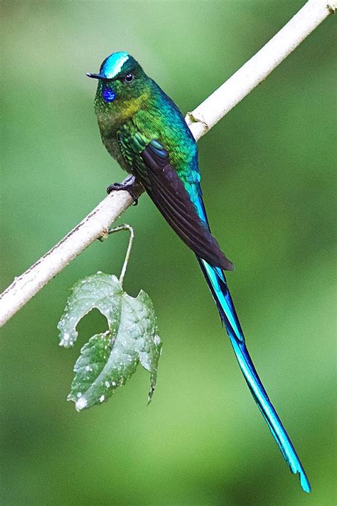 male long tailed sylph aglaiocercus kingii  hummingbird