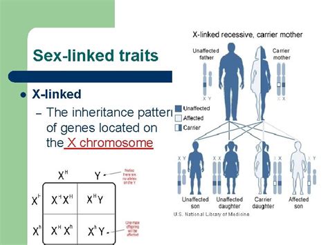 40 Genetics X Linked Genes Worksheet Combining Like Terms Worksheet