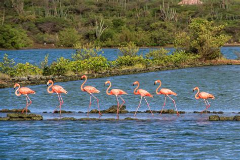 flamingos  jan kok curacao buy  photo  getty imag flickr