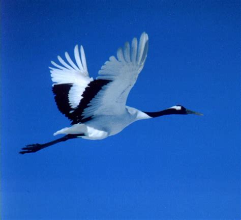 red crowned  japanese crane font japan winter birding