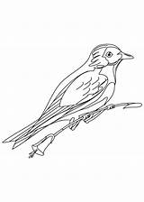 Coloring Bluebird Mountain Bird Eastern Blue Pages Drawing Cartoon Designlooter Clipart 860px 86kb Getdrawings Kids Library Popular sketch template