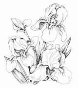 Coloring Pages Iris Drawing Flower Flowers Drawings Adults Book Line Irises Adult Pencil Sketches Floral Colouring Templates Patterns Choose Board sketch template