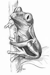 Frog Animals Coloring Pages Aquatic Drawing Adult Drawings Frosch Obtain Depending Various Card Use Choose Board sketch template