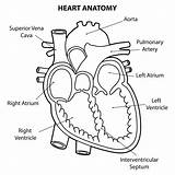 Heart Human Drawing Parts Section Diagram Anatomy Outline Cross Diagrams Labeled Coloring Pages Make Anatomical System Blood Worksheet Getdrawings Vessels sketch template