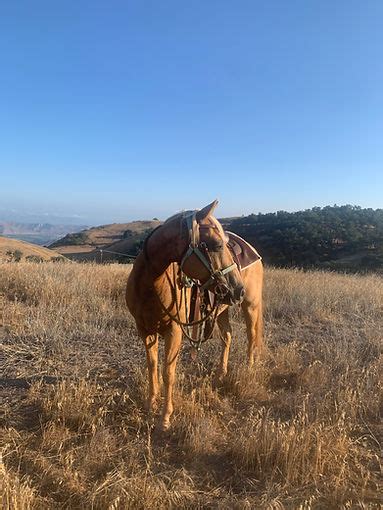 home tree ranch school