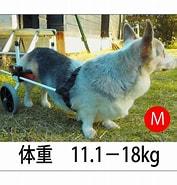 K 9 社 製 後脚 用 車椅子 オーダー メイド M 11 . 1 18kg 犬 用 介護 用 品 犬 用 車 イス なら ドッグ ラン 再び 徳島 に対する画像結果.サイズ: 177 x 185。ソース: store.shopping.yahoo.co.jp