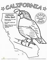 Coloring State Pages California Bird Birds Worksheets Science Kindergarten Worksheet Canyon States Grand First History Grade Map Printable Facts Kids sketch template