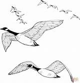 Coloring Geese Canada Flock Goose Pages Migration Printable Birds Supercoloring Pasari Canadian Google Desene Flying Drawing Tattoo Crafts Cu Color sketch template