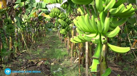 banana farm commercial youtube