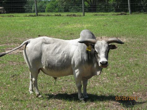 miniature zebu bulls  bogle farms sorrento fl cattle zebu zebu cattle