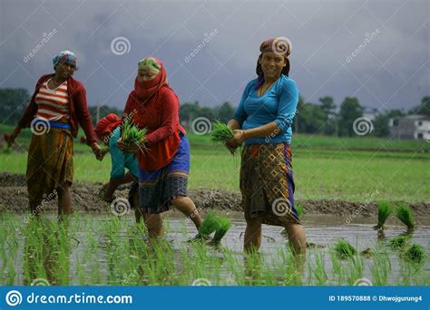 Chitwan Nepal July 20 2020 Nepali Village Women Working In The