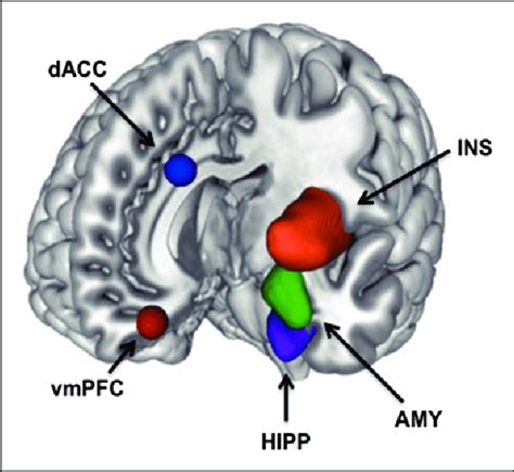 summary of brain activations commonly considered the fear network