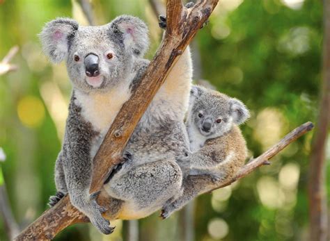 koala bear australia  loving australia