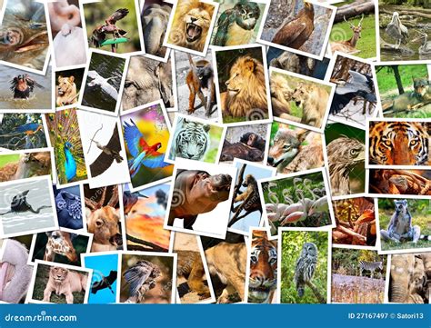 animals collage royalty  stock photography image