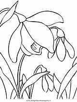 Bucaneve Malvorlage Blumen Colorare Malvorlagen sketch template
