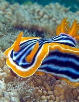 Afbeeldingsresultaten voor Nudibranchia. Grootte: 155 x 200. Bron: animal-wildlife.blogspot.com